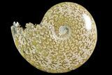 Polished Ammonite (Cleoniceras) Fossil - Madagascar #158257-1
